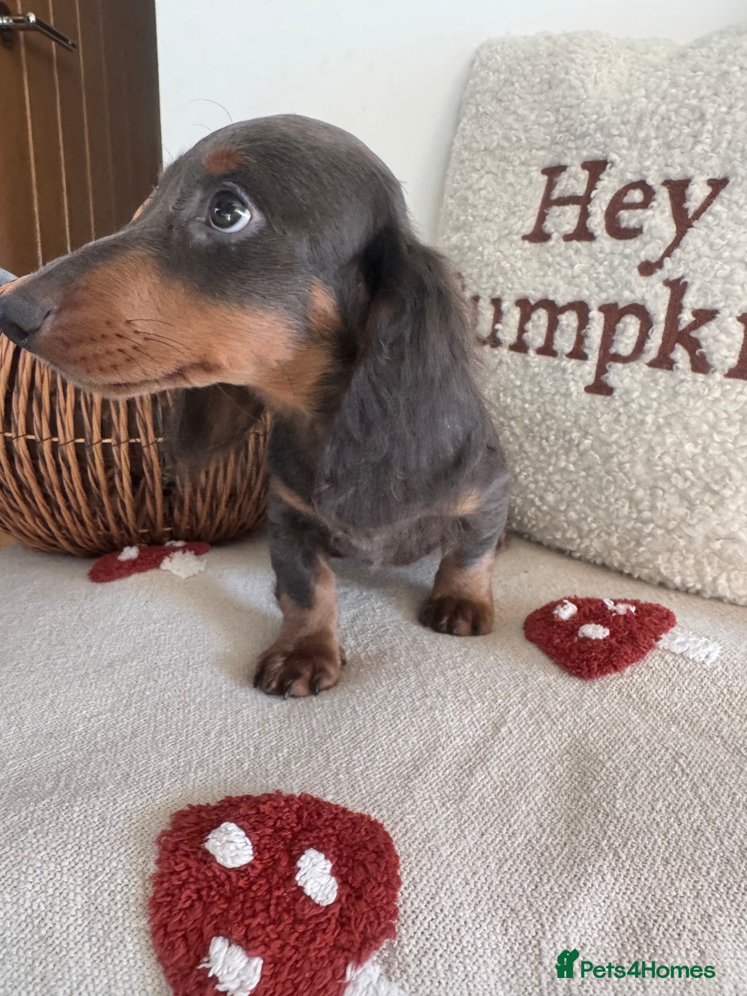 Miniature Dachshund dogs for sale: Miniature dachshund puppies  - Image 6
