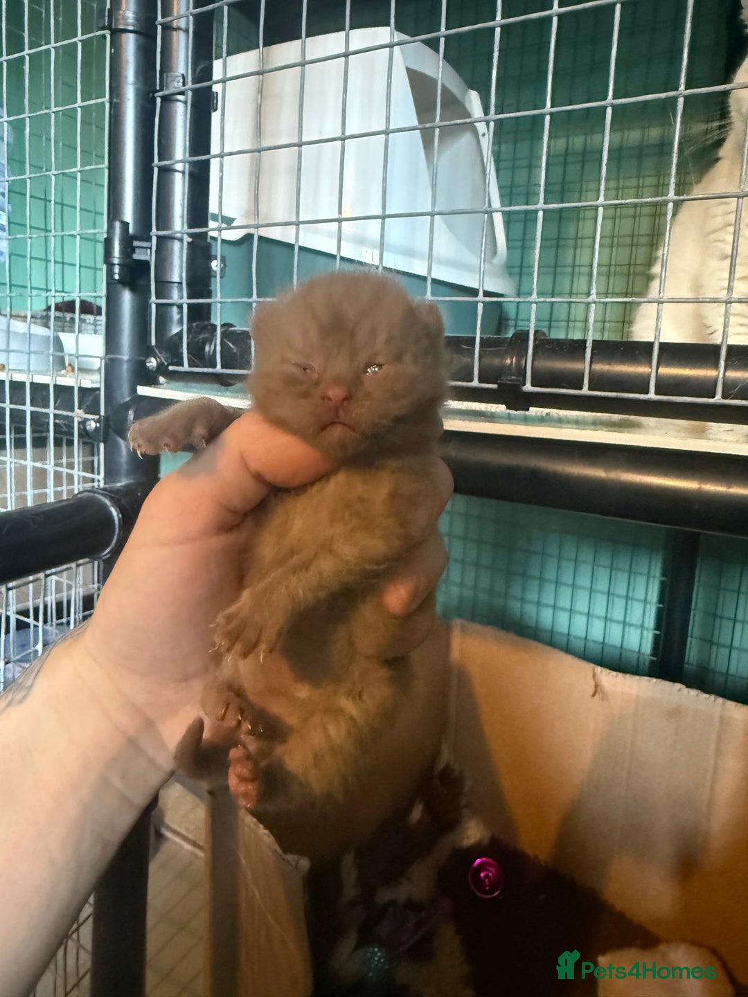 British Shorthair cats for sale: Tica reg cinnamon kittens  - Image 8