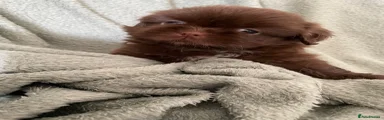 Shih Tzu 2