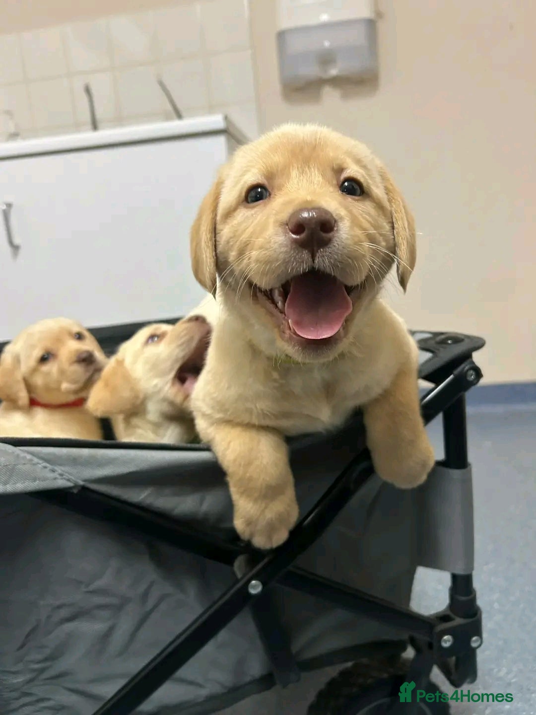 Labrador Retriever dogs for sale: Pure breed Labrador Retrievers puppies  - Image 16