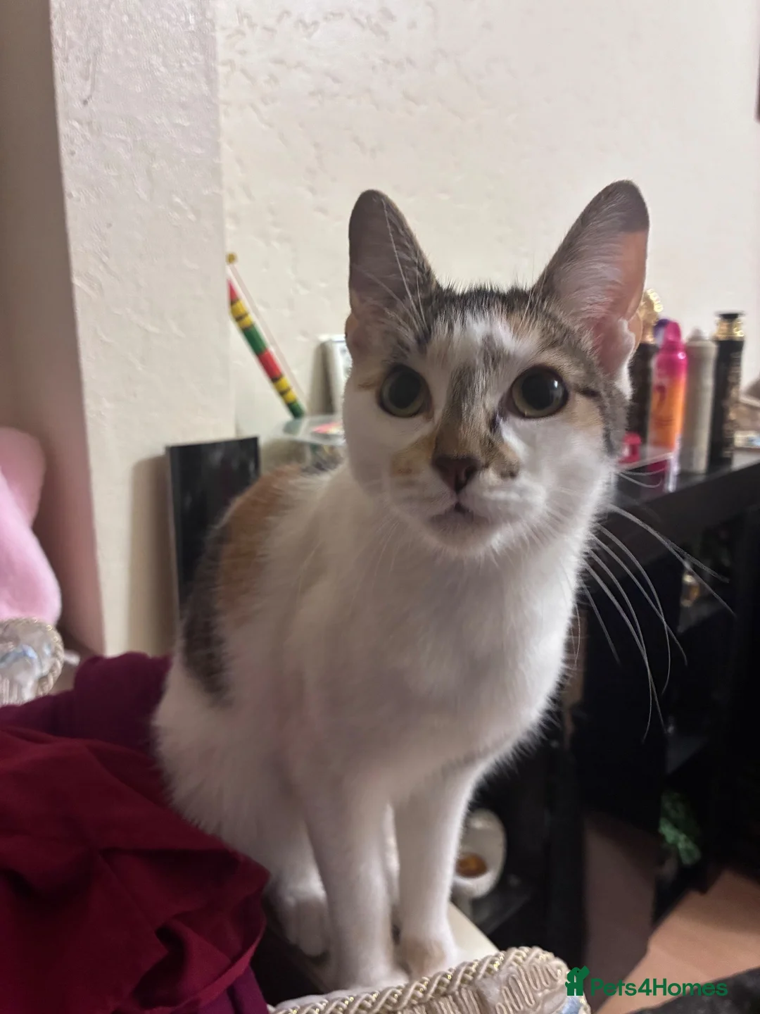 Domestic Shorthair cats for sale: Cat for sale super sweet - Advert 5