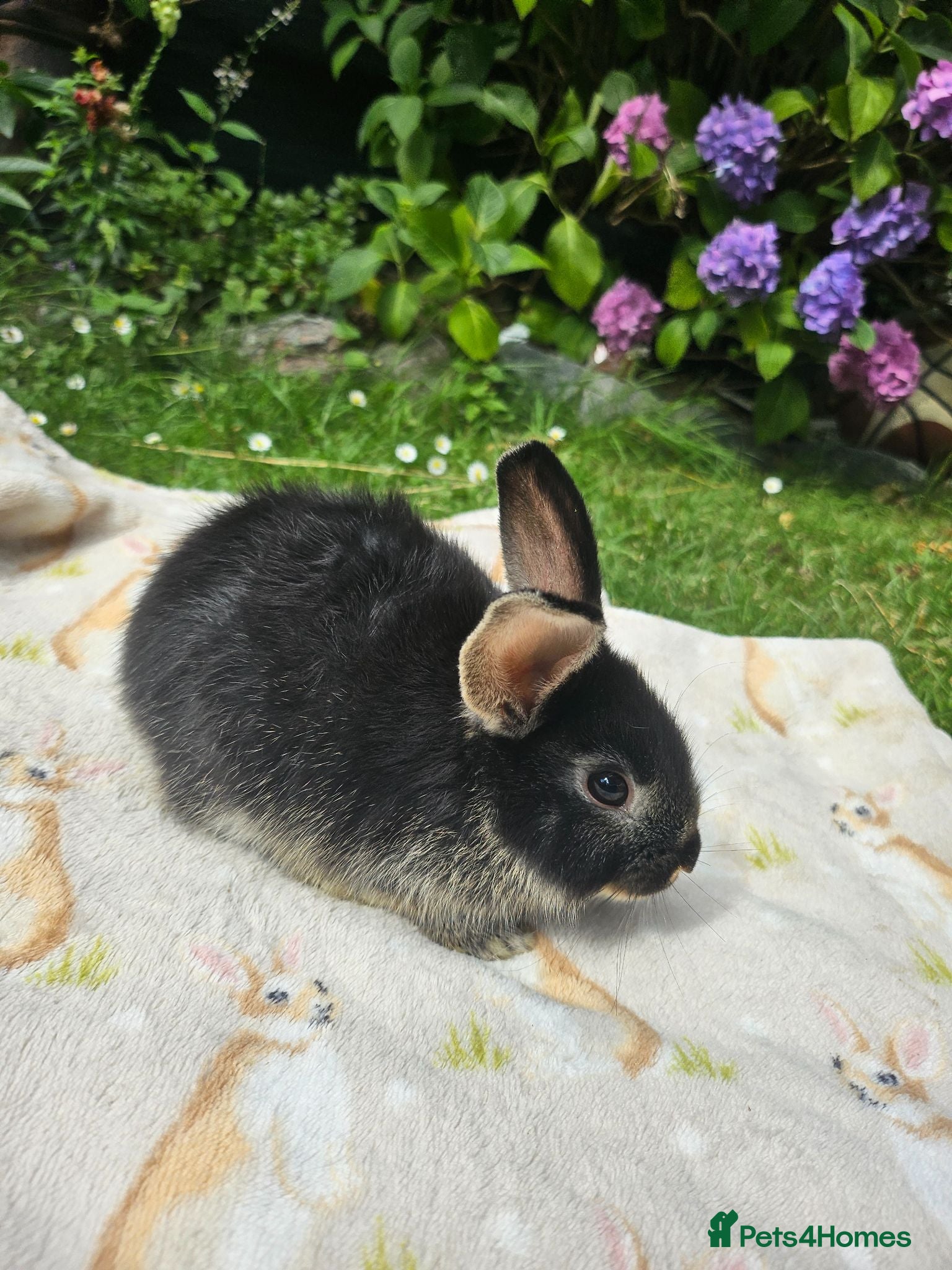 Mixed Breed rabbits Baby rabbits  - Advert 23