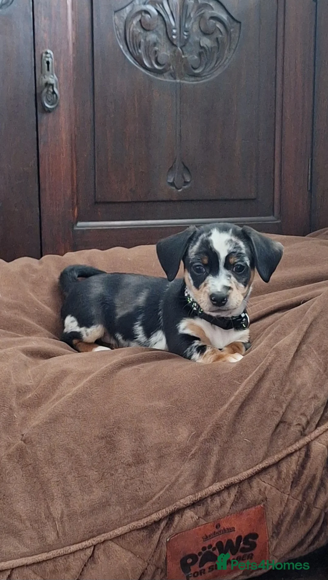 Mixed Breed dogs for sale: 7 month old mix breed Ziggy - Advert 2