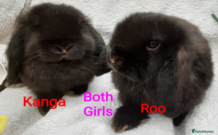 Mini Lop rabbits - Advert 3