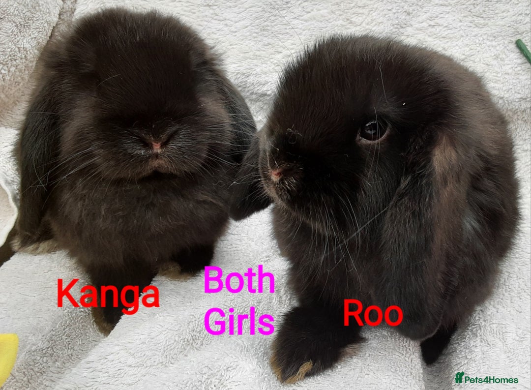 Mini Lop rabbits for sale: 3 Beautiful Baby Mini Lops - Image 1