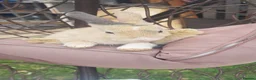 Mixed Breed rabbits for sale: 3 babies and mum - Advert 30