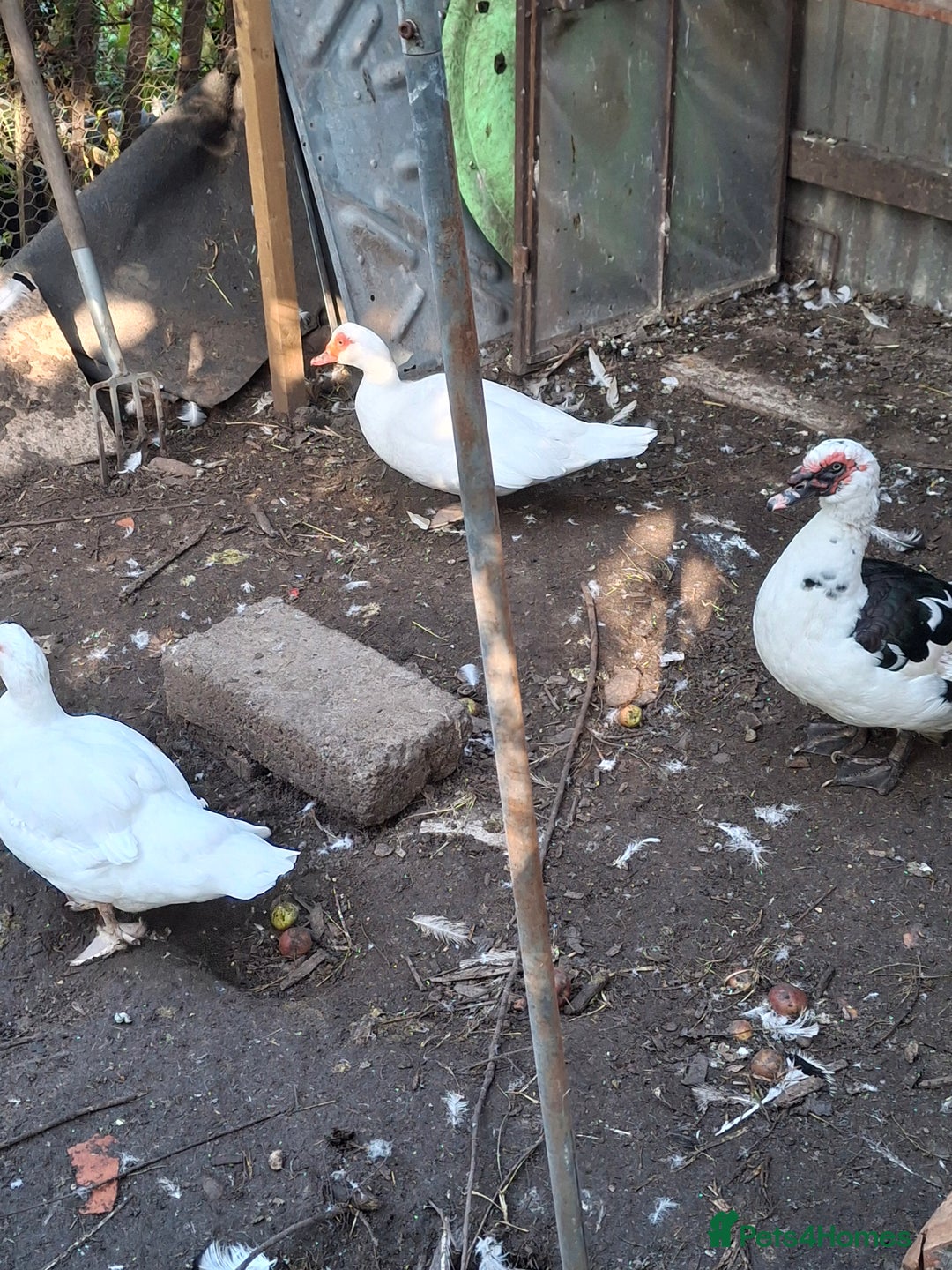 Ducks poultry for sale: Muscovy  ducks - Image 1