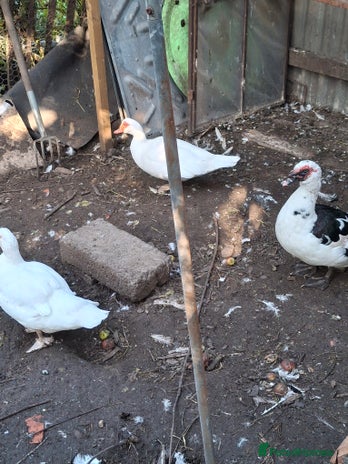 Ducks poultry - Advert 3