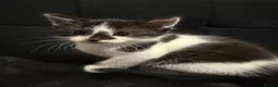 Mixed Breed cats for sale: Kittens mixed breed black and white - Advert 3