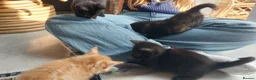 Mixed Breed cats for sale: Adorable Playful Kittens Looking for Home 🐾 - Advert 27
