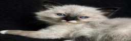 Ragdoll cats for sale: Sweet Ragdoll Kittens Looking for Loving Families  - Advert 21