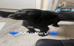 Cocker Spaniel dogs for sale: Last cocker spaniel male  - Image 1