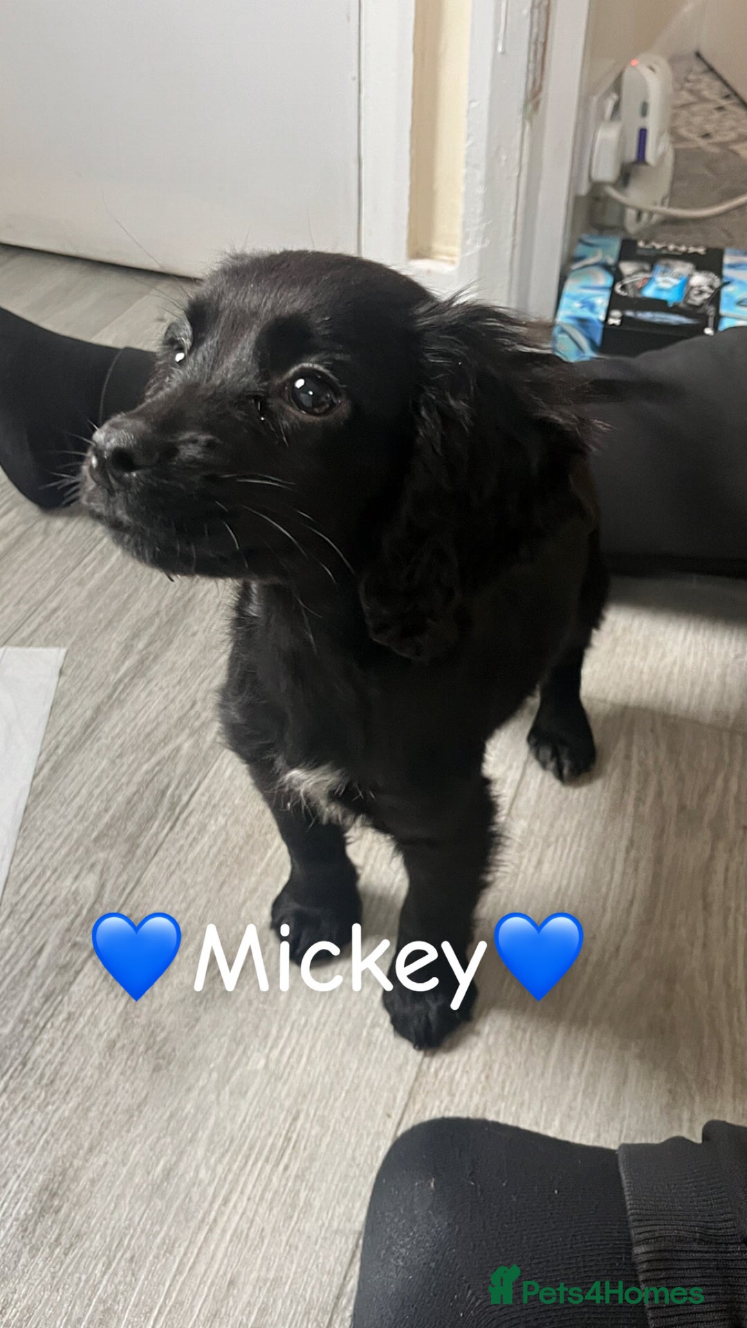 Cocker Spaniel dogs for sale: Last cocker spaniel male  - Image 1