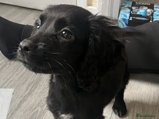 Cocker Spaniel dogs for sale - Advert 1