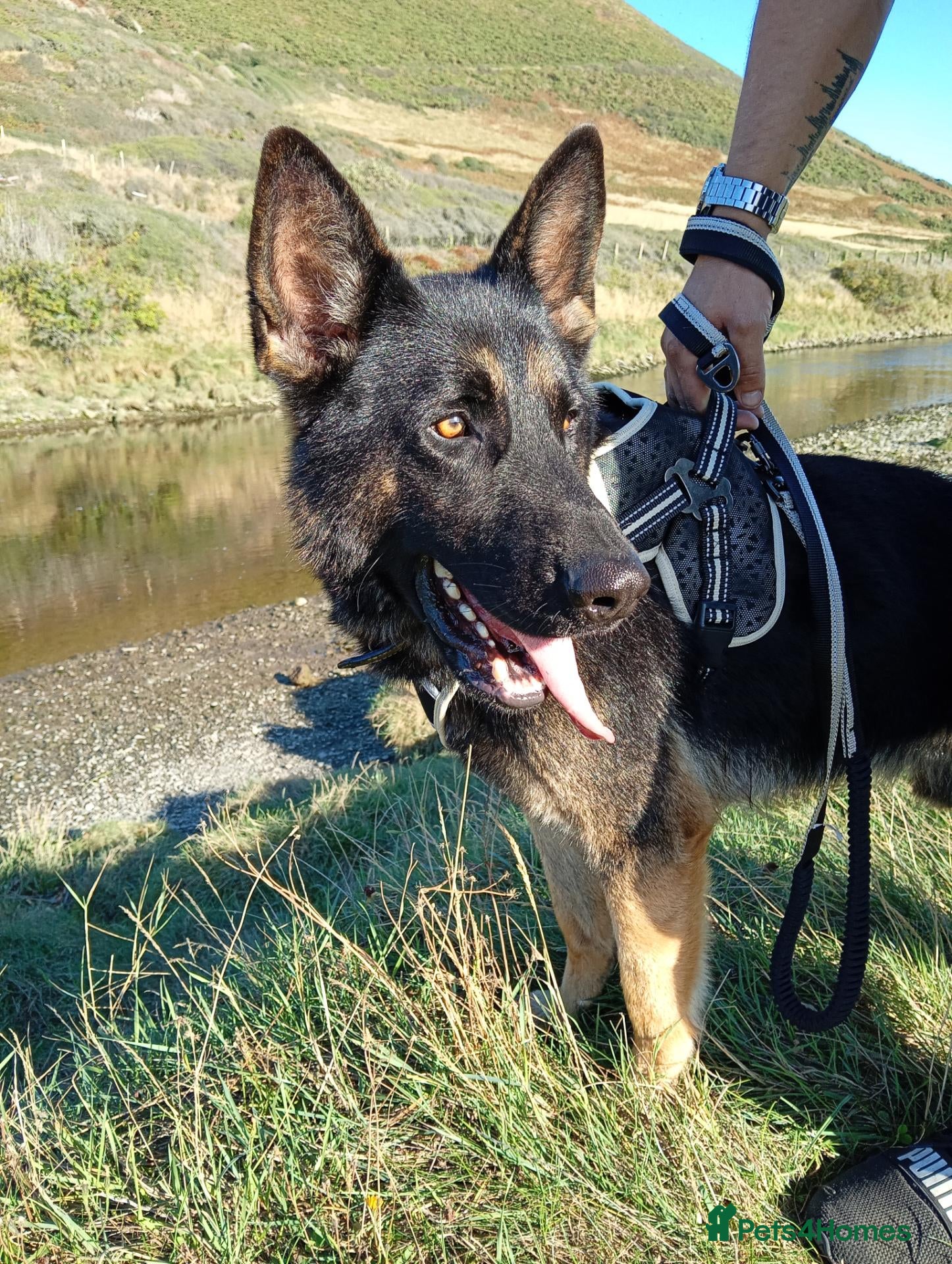 German Shepherd dogs German shepherd dog - Advert 4