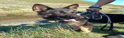 German Shepherd dogs for sale: German shepherd dog - Advert 1