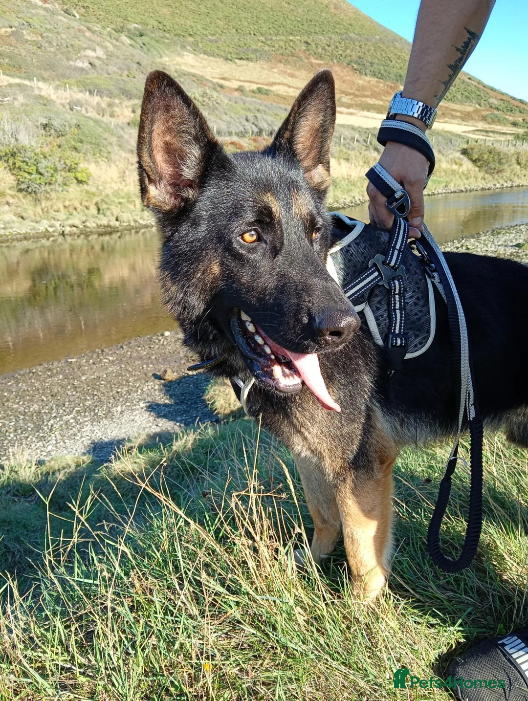 German Shepherd dogs for sale: German shepherd dog - Advert 1
