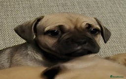 Mixed Breed dogs for sale: Frenchbulldog  cross puppies  - Advert 3