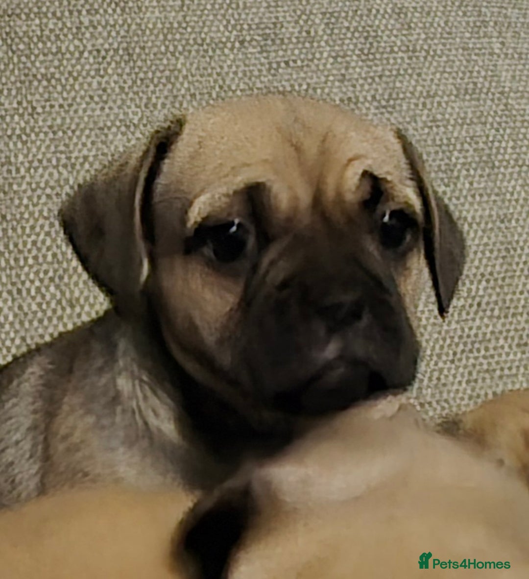 Mixed Breed dogs for sale: Frenchbulldog  cross puppies  - Advert 3