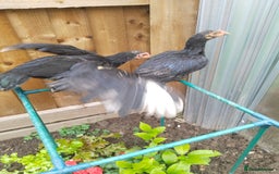 Chickens poultry for sale: Aseel mianwali chicks - Image 2