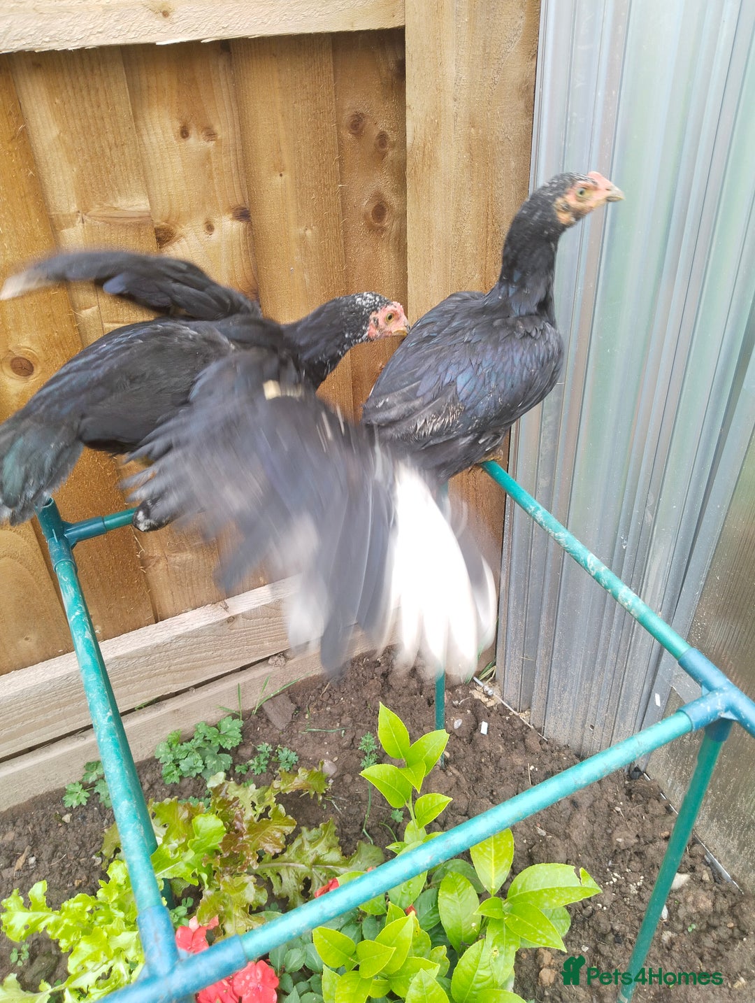 Chickens poultry for sale: Aseel mianwali chicks - Image 2