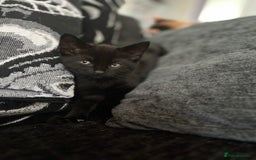 Mixed Breed cats for sale: 4 kittens for sale from 2 litters - Image 19