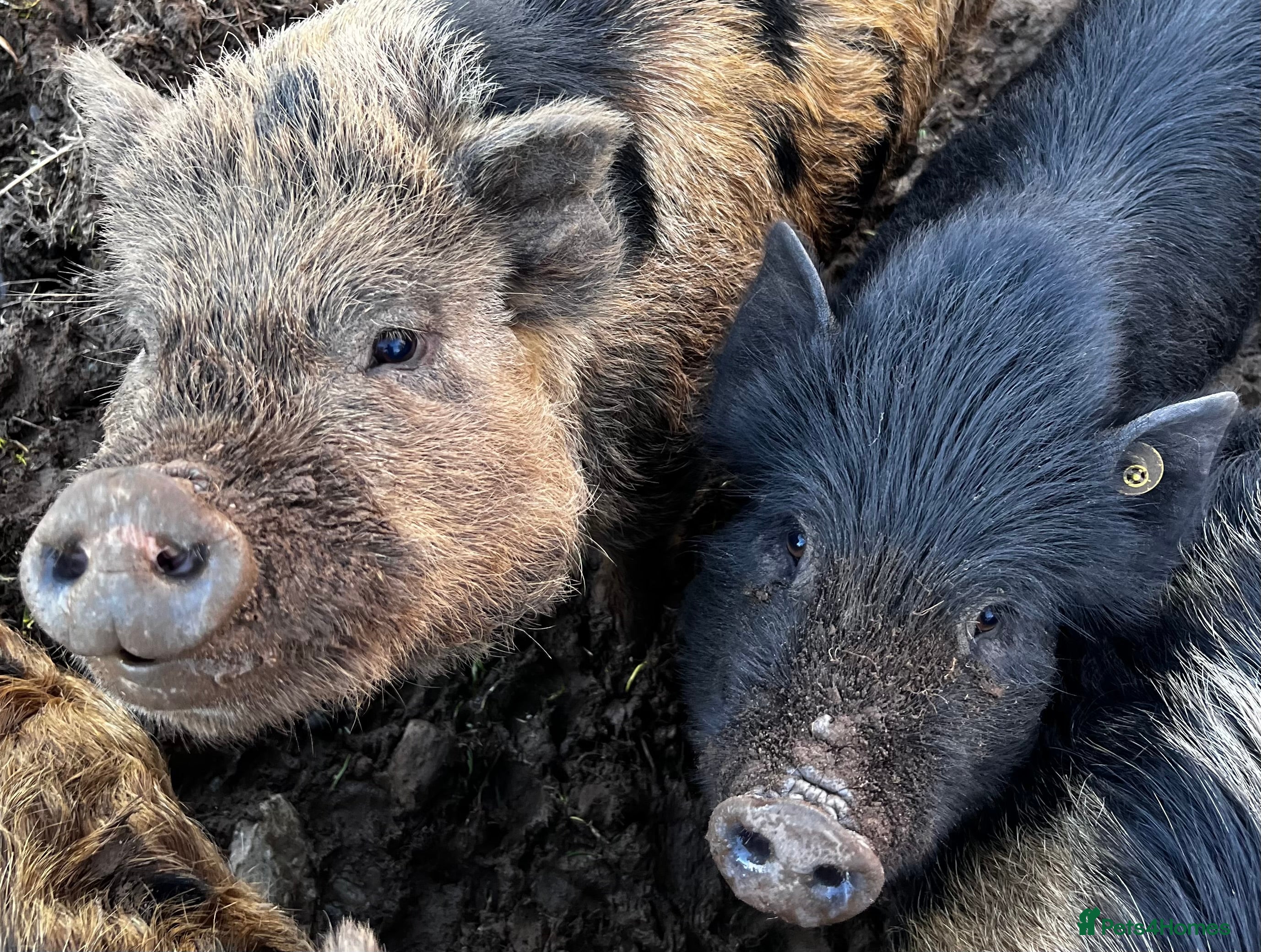 Pig livestock Kune kune cross boars and gilt - Advert 1