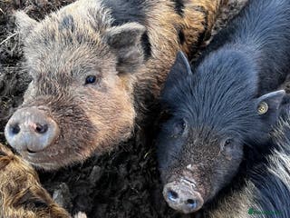 Pig livestock Kune kune cross boars and gilt - Advert 5