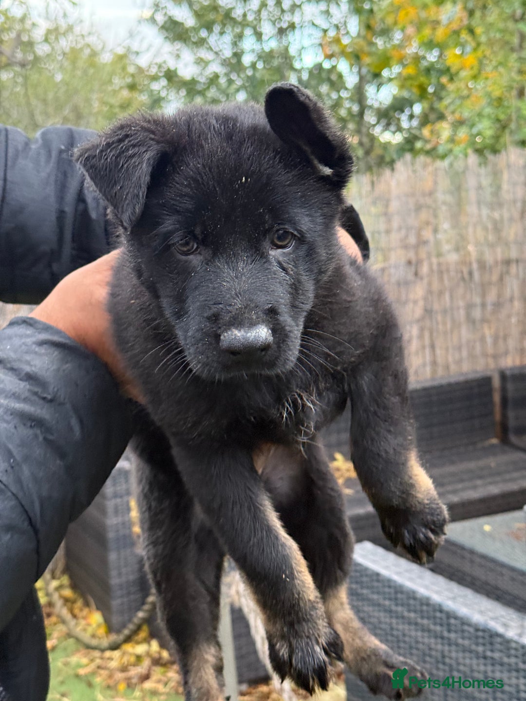 German Shepherd dogs for sale: German Shepherd Puppies - exceptional bloodline  - Image 9