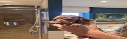 Miniature Dachshund dogs for sale: 6 stunning KC registered Pups  - Advert 6