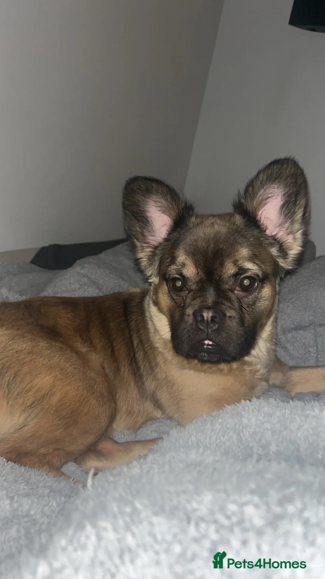 Mixed Breed dogs for sale: 2 year old crossbreed male dog  - Advert 2