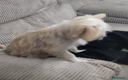 Chinese Crested dogs for sale: 1 Chinese crested Hairy Hairless BOY remaining  - Image 11