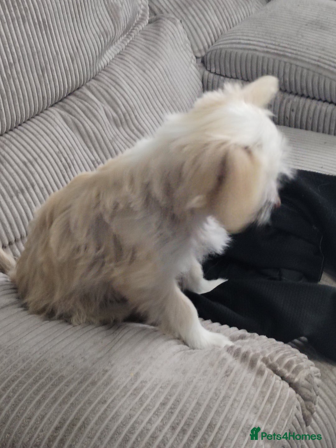Chinese Crested dogs for sale: 1 Chinese crested Hairy Hairless BOY remaining  - Image 11