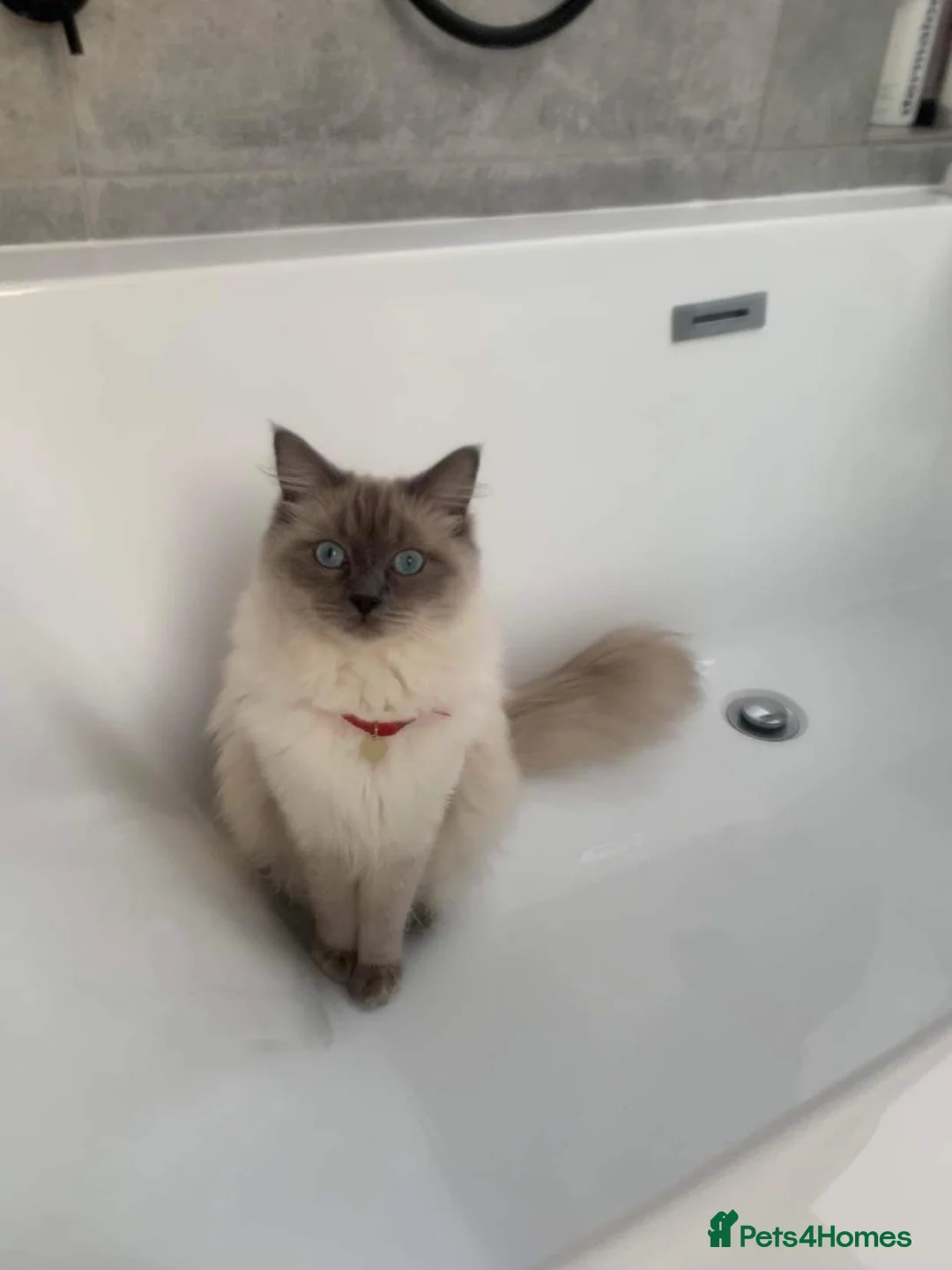 Ragdoll cats for sale: Beautiful five year old Ragdoll  - Advert 2