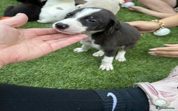 Lurcher dogs for sale: Lurcher pups  - Image 4