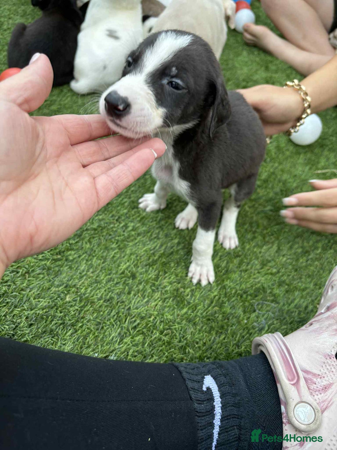 Lurcher dogs for sale: Lurcher pups  - Image 4