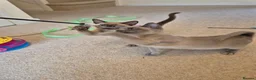 Burmese cats for sale: Stunning Pedigree Burmese Kittens - Advert 18