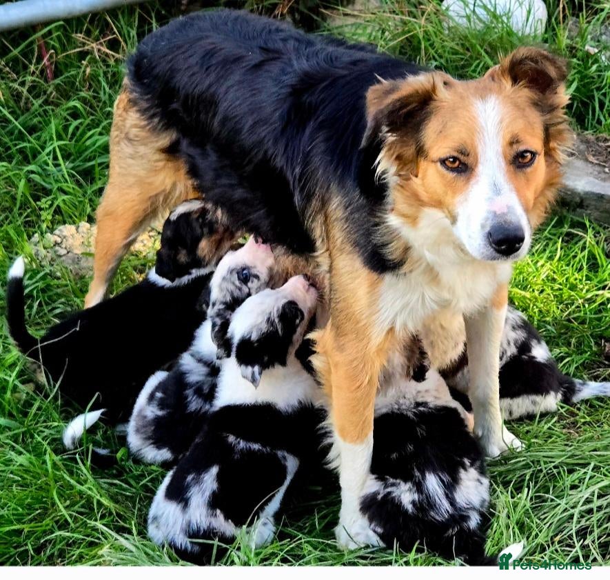Border Collie dogs 4Absolutely stunning Puppies Looking for new home - Advert 1