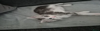 Maine Coon Kitten 3