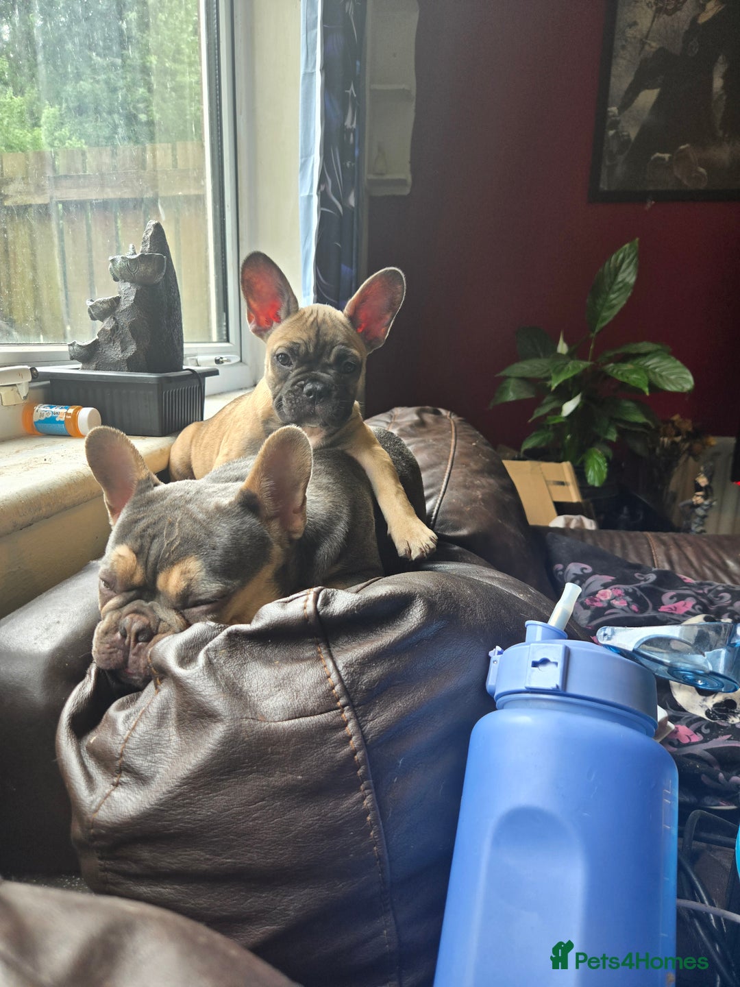 French Bulldog dogs for sale: Rare Sable Frenchie–Raised Right & Ready Now! 🍼🐾 in Preston - Image 28