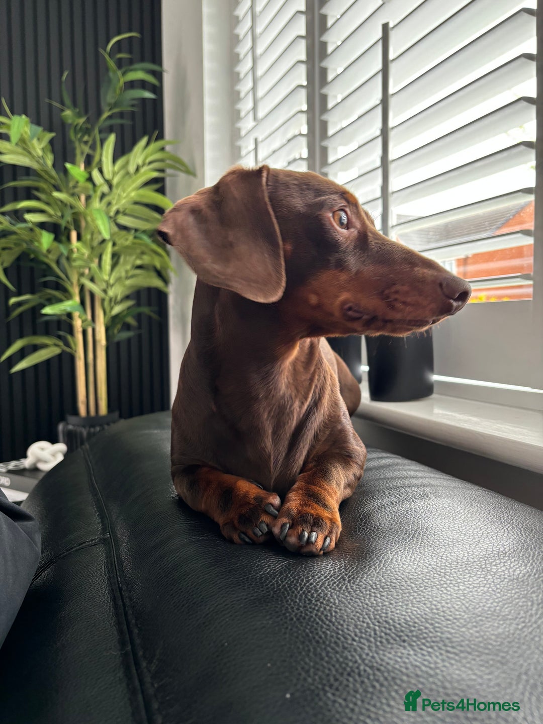 Miniature Dachshund dogs for stud: Proven Stud Chocolate & Tan Miniature Dachshund in Durham - Advert 3
