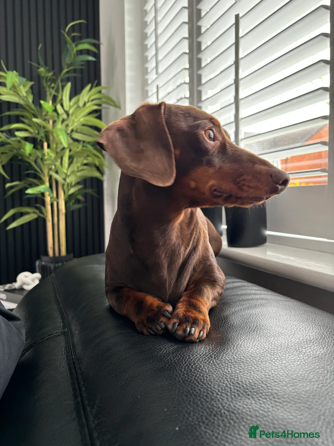 Miniature Dachshund dogs for stud: Proven Stud Chocolate & Tan Miniature Dachshund in Durham - Advert 3