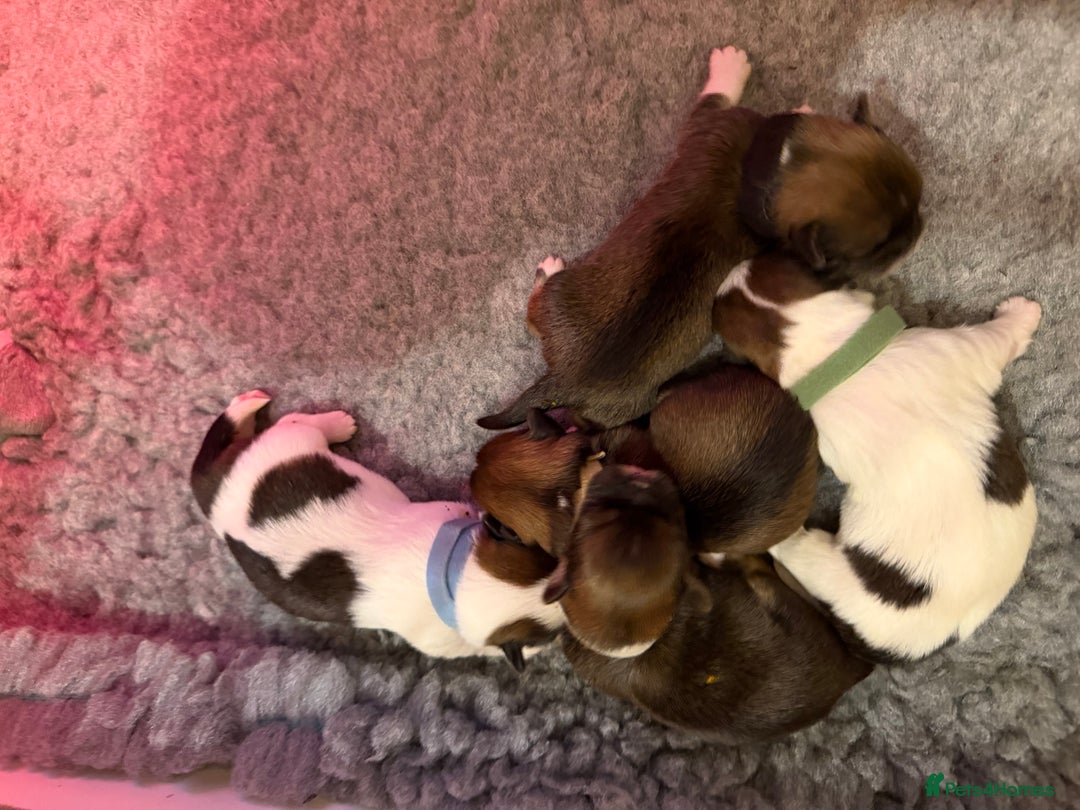 Lhasa Apso dogs for sale: RKC registered puppy boys - Advert 4