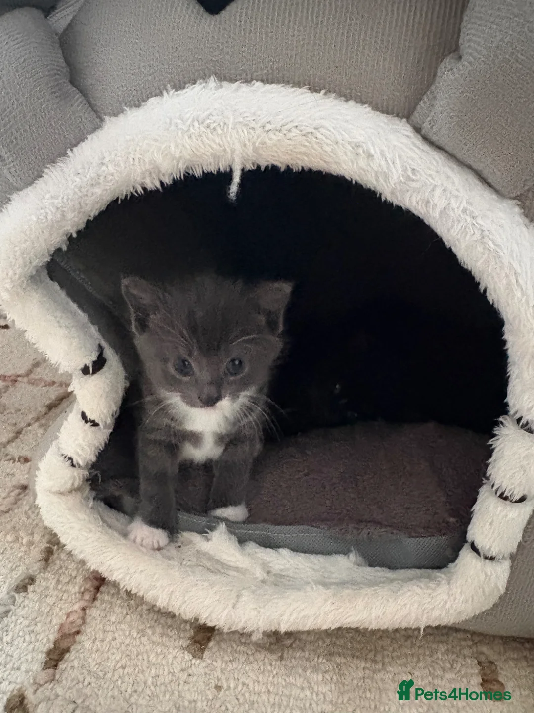 Mixed Breed cats for sale: Meet our Adorable Tuxedo kittens! 🖤🤍 in Milton Keynes - Advert 9