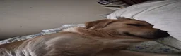 Golden Retriever dogs for stud: Golden retriever for stud - Advert 10