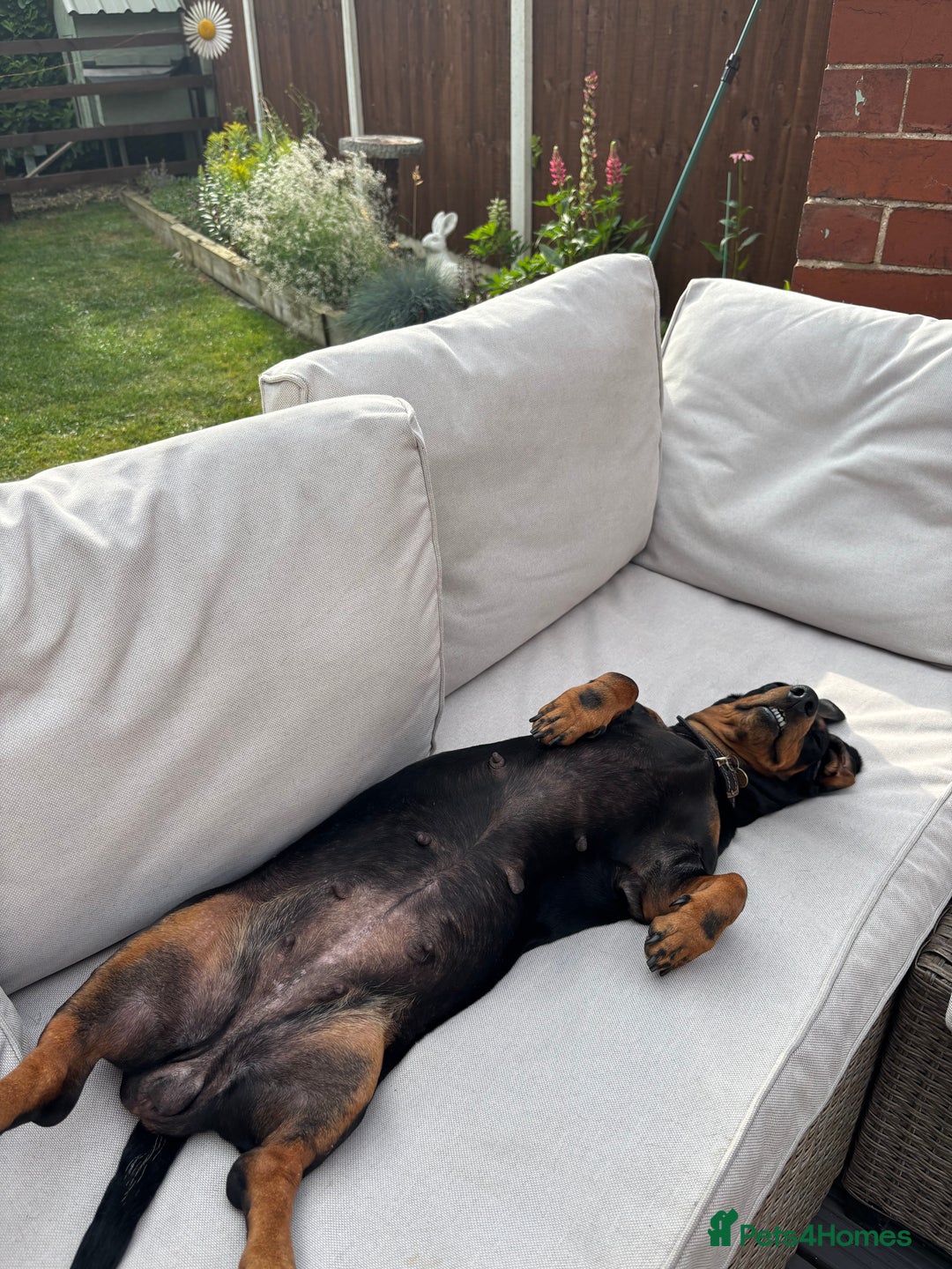 Dachshund dogs for sale: Kc standard Black and Tan dachshunds - Image 24