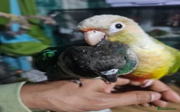 Conures birds for sale: Tame Male & Female Pineapple Conures - Image 3