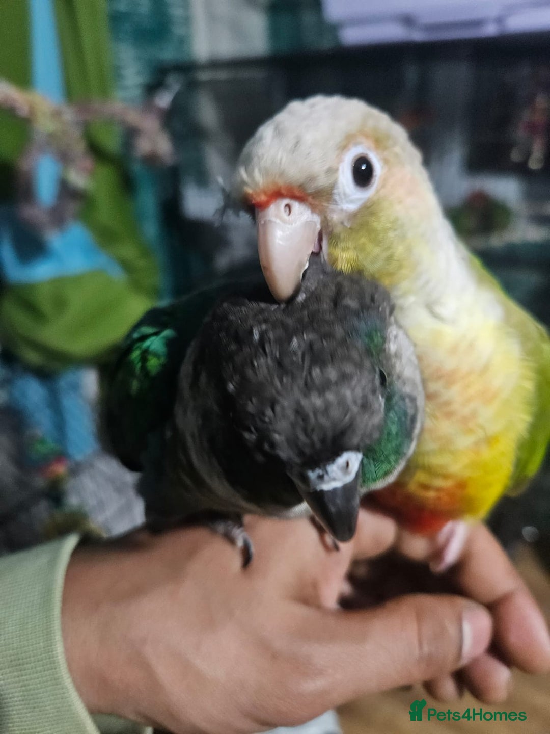 Conures birds for sale: Tame Male & Female Pineapple Conures - Image 3