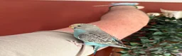 Budgerigars birds for sale: Two Budgies for Sale 🦜 in Nottingham - Advert 10