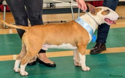 English Bull Terrier dogs for sale: Ready to leave !!! champion bloodlines kc reg - Image 6